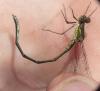 Chalcolestes viridis